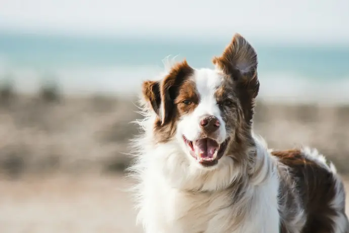 dog hotel padolo